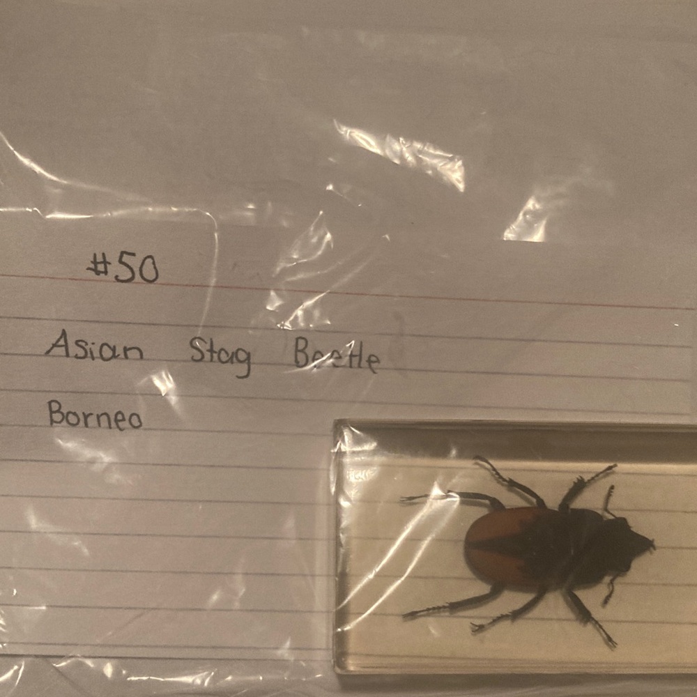 Asian Stag Beetle - Borneo